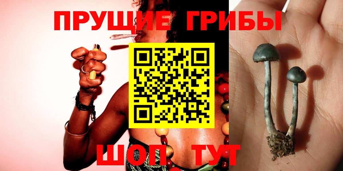 Псилоцибиновые грибы GOLDEN TEACHER  Бахчисарай  Галлюциногенные грибы Psilocybine cubensis 